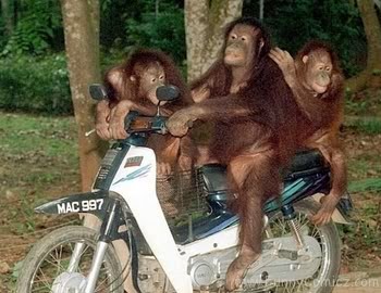 foto monyet gokil - gambar hewan