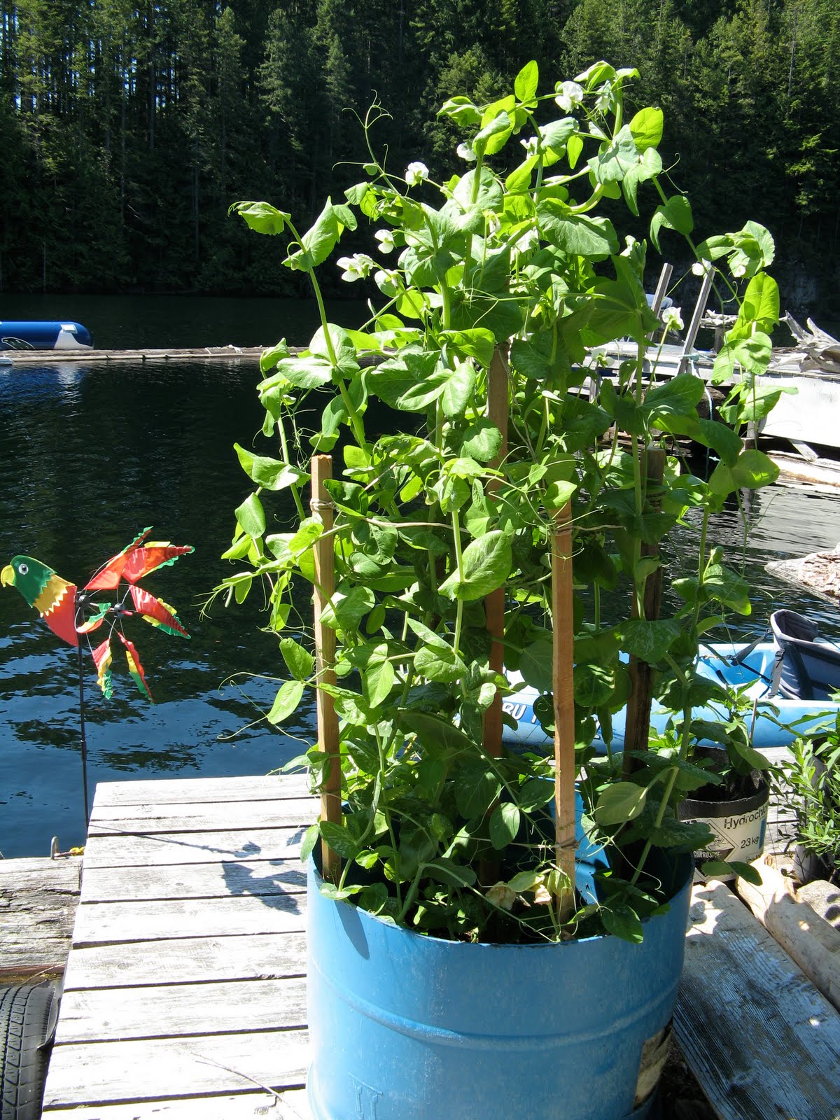 Powell River Books Blog Giving Beans and Peas a Head Start