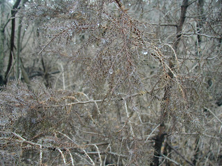 Click for larger photo