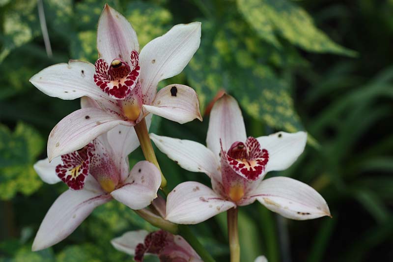 [hothouse+blooms.jpg]