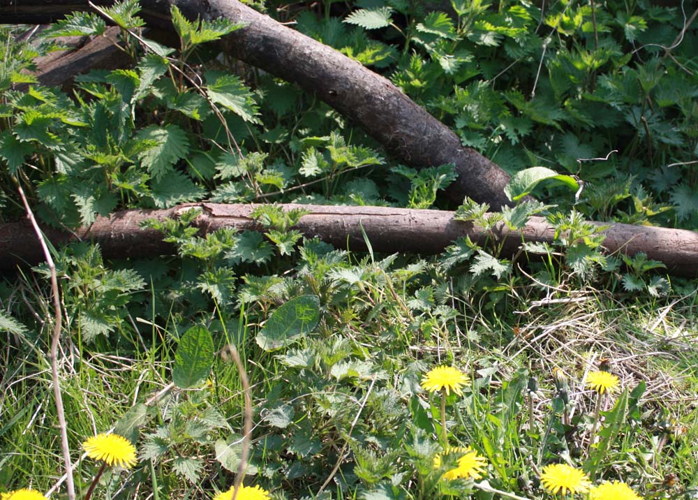 [nettle+and+dandelion.jpg]