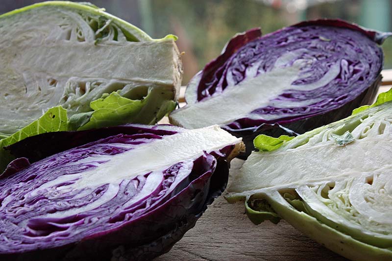 [red+and+white+cabbages+split.jpg]