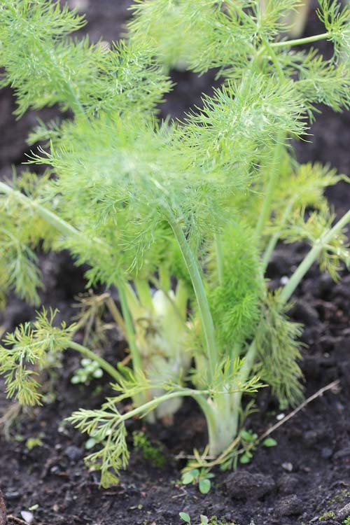 [bonus+fennel.jpg]
