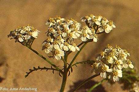 [civanpercemibitkisi.jpg]