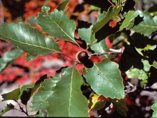 Embarking East of Eliza: Dwarf Chinquapin Oak, Quercus Prinoides
