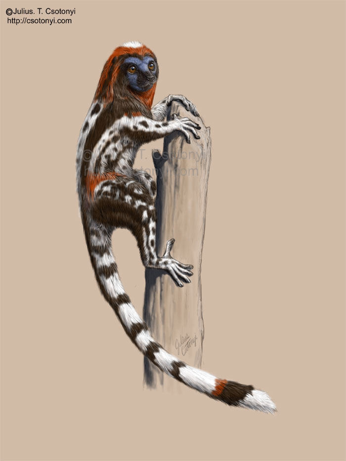 [Darwinius_masillae_Csotonyi.jpg]