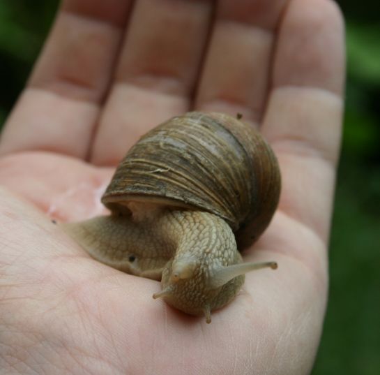 [schnecke2.jpg]