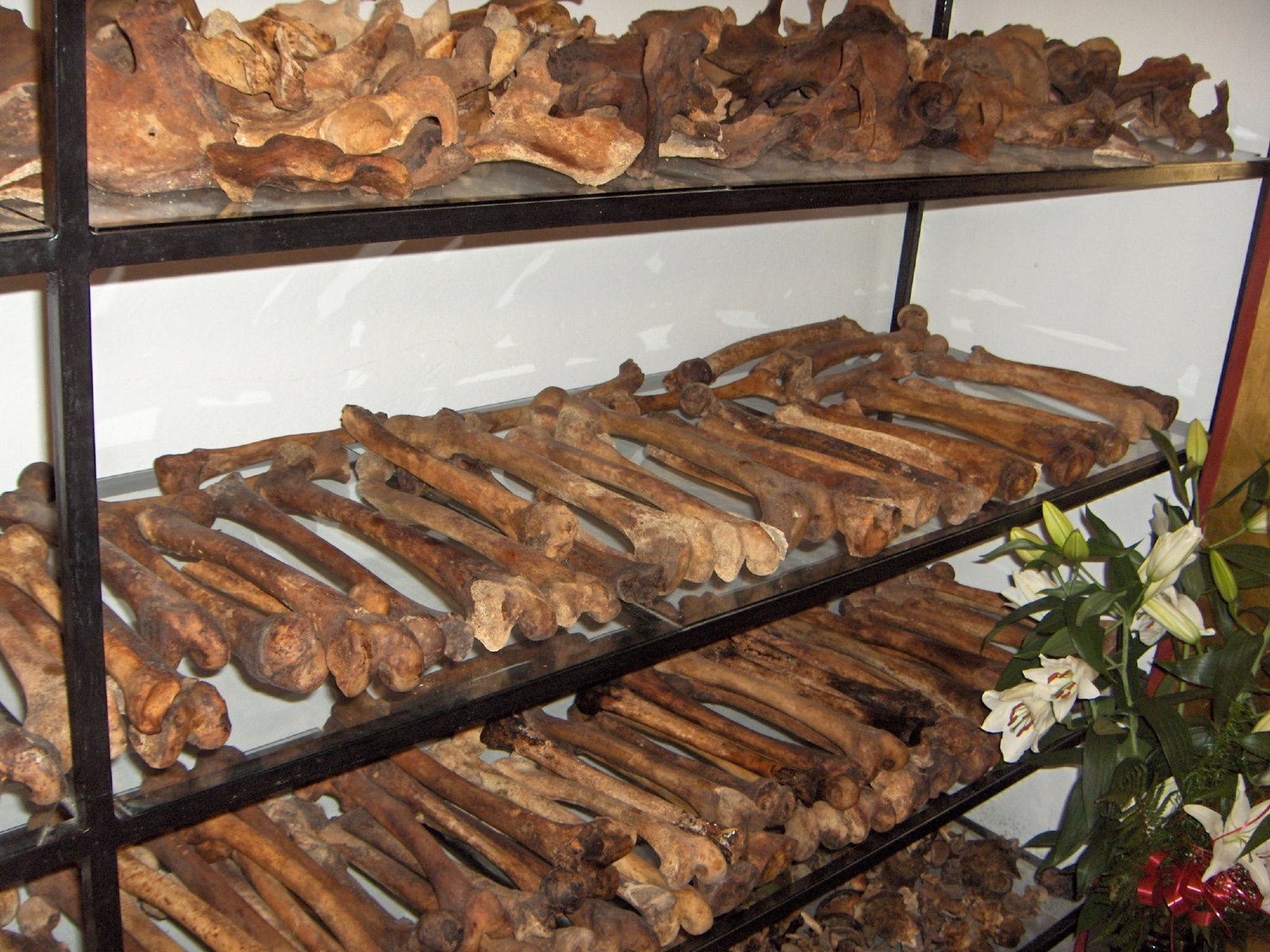 [oseminte+detinuti+anticomunisti+martiri+aiud.JPG]