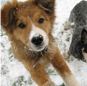 [caine+sterilizat.JPG]