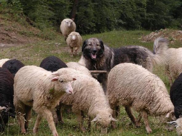 [Presa+libera+carpatin+romanesc.jpg]