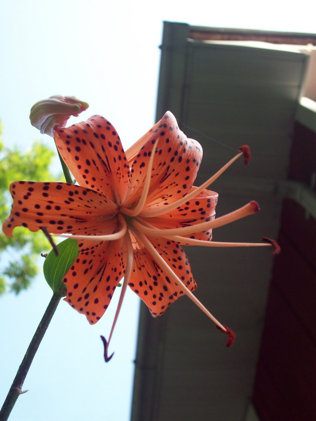 Mountain Mama Tiger Lilies