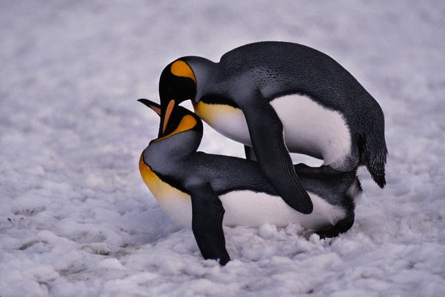 Как спариваются утки. Пингвины Адели спаривание. Спаривание пингвинов. Копуляция пингвинов. Пингвины спариваются.