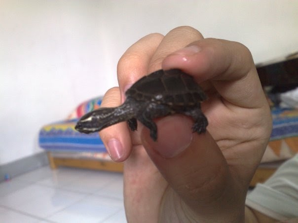 Turtle And Tortoise Lover: Common Musk Turtle or Stinkpot
