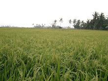 Sawah padi menghijau