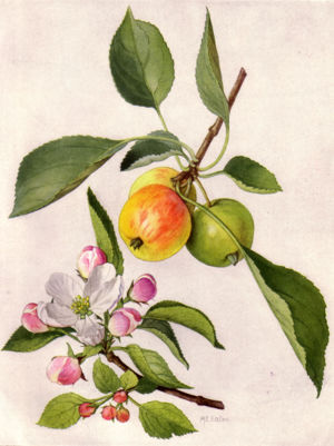 [300px-Apple_and_Blossom.jpg]