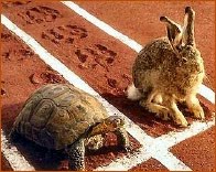 [tortoise_hare.jpg]