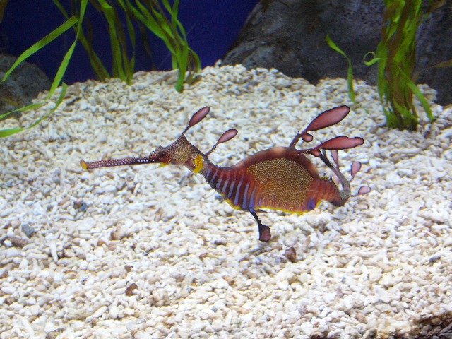  seahorse at Sentosa Underwater World