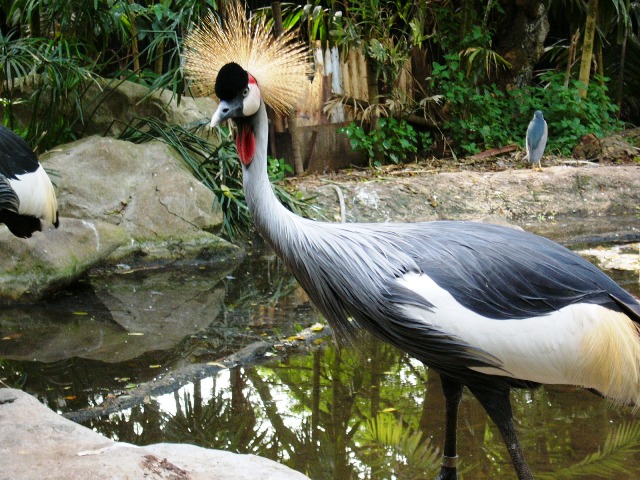  Jurong Bird Park, Singapore