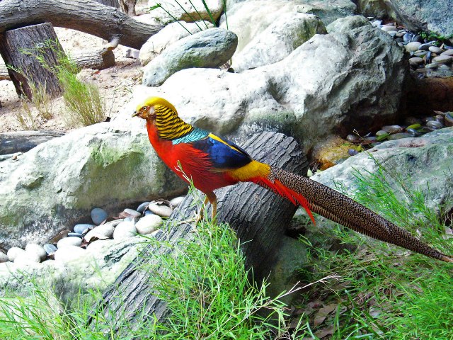  Jurong Bird Park, Singapore