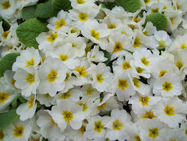 White Flower Saidai