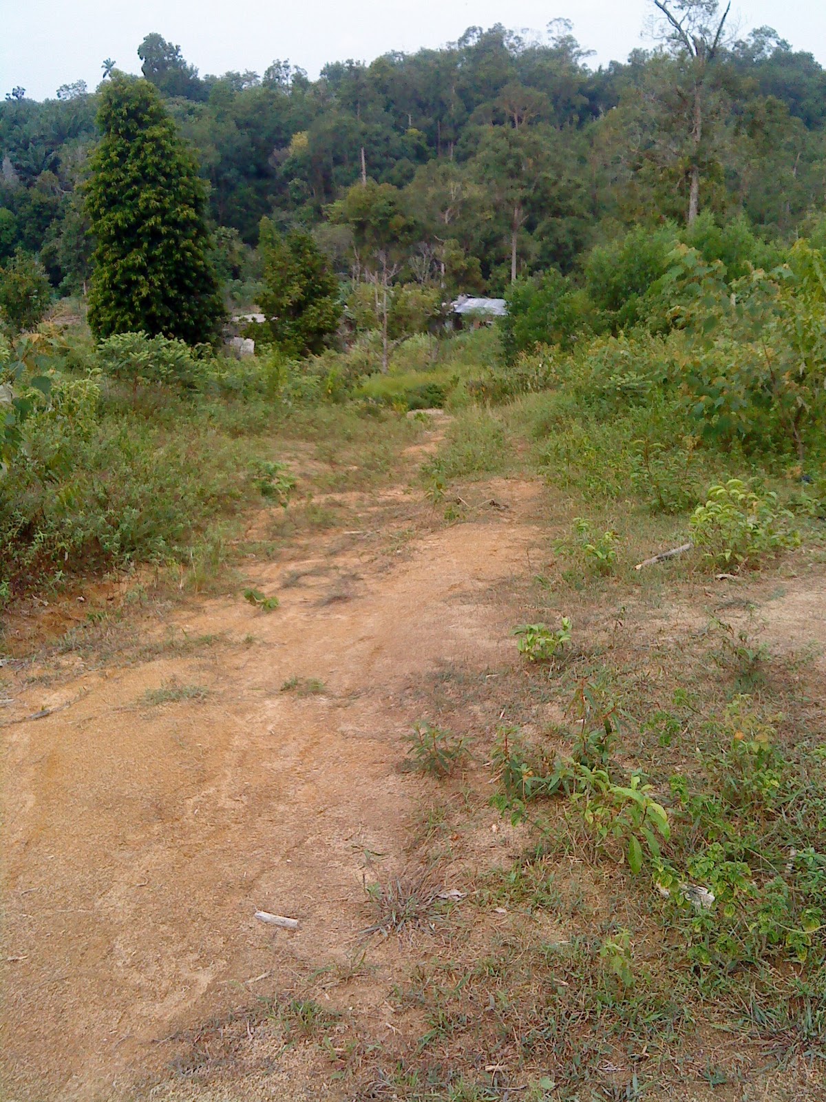 PIMCO: Kayuhan panjat Bukit Paling Tinggi dlm kebun