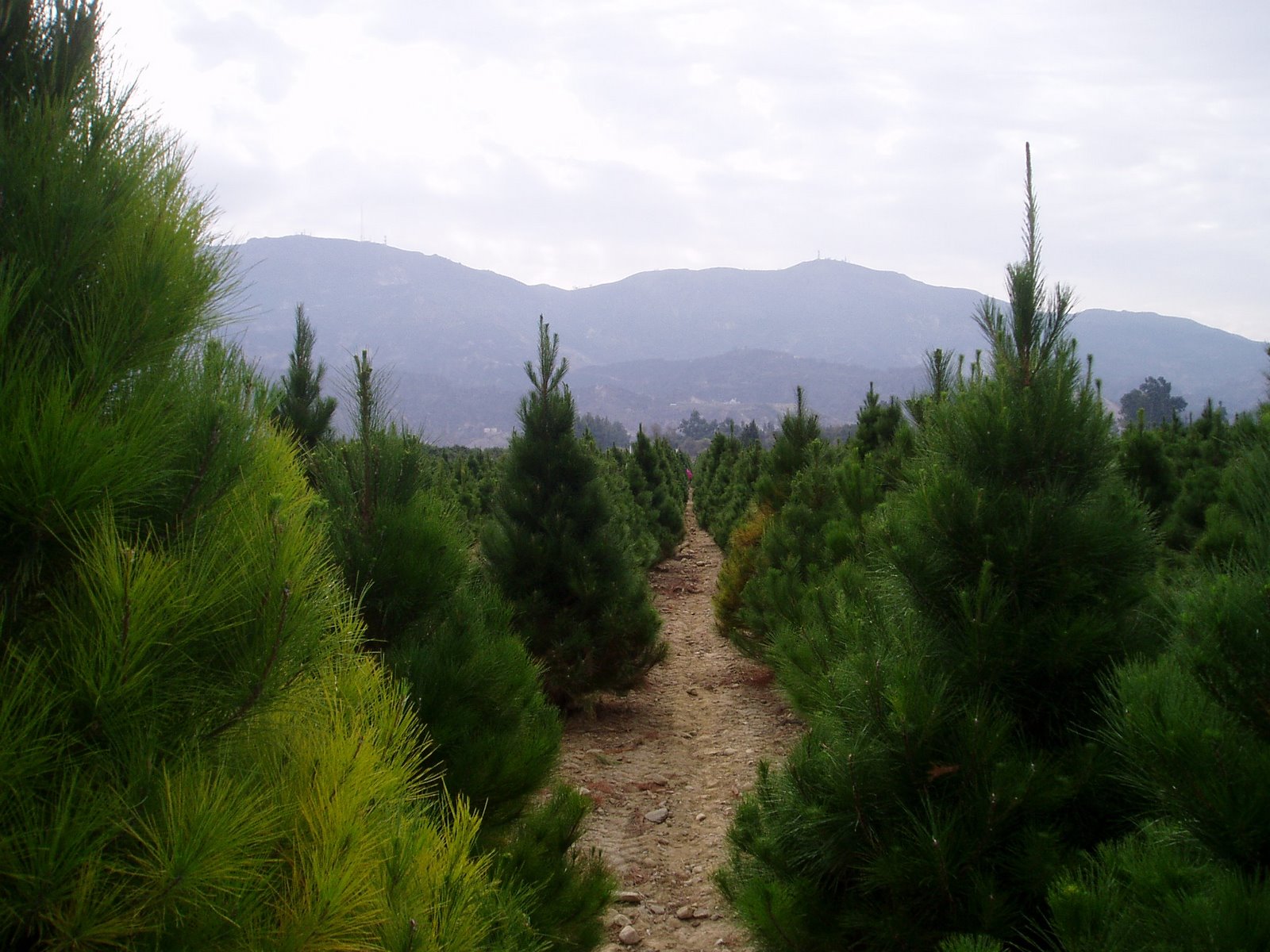 LA Farm Woman Real Christmas Trees Come From Farms
