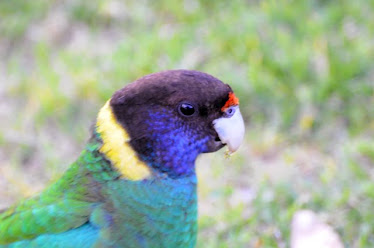 Australian Ringneck Parrot #221