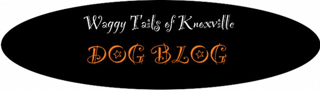 Knoxville Dog Blog