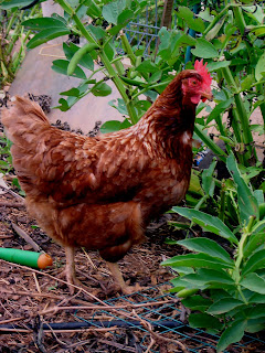 Ariel the Isa Brown Hen  (Rest In Peace Ariel May 2014)