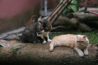 blacky, kitty, indukan kucing