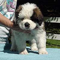 saint bernard puppies