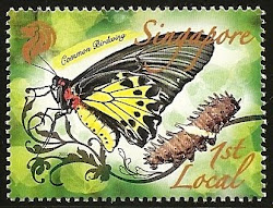 birdwing common stamp interesting cerberus troides helena