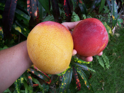mangoes_one-790760.JPG