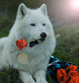 http://4.bp.blogspot.com/_0soCL5j66OQ/TIWu0Oz8j8I/AAAAAAAACEE/446OxQRMRrE/s1600/Lobo+e+flor.png