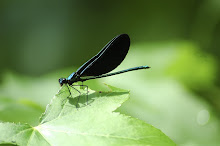 Dragon Fly