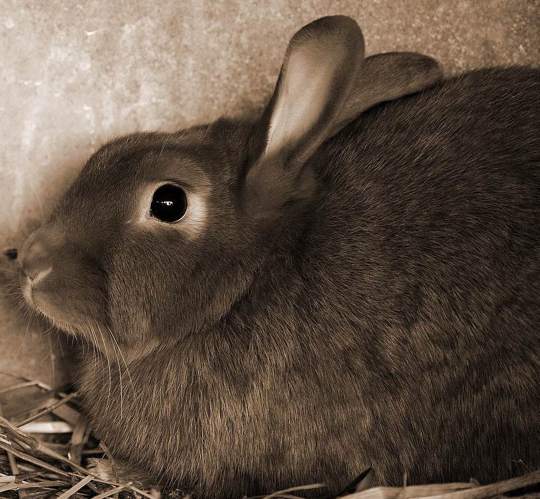 Needful Friends Japangarten: Oktober 2010