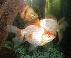 [goldfish.jpg]