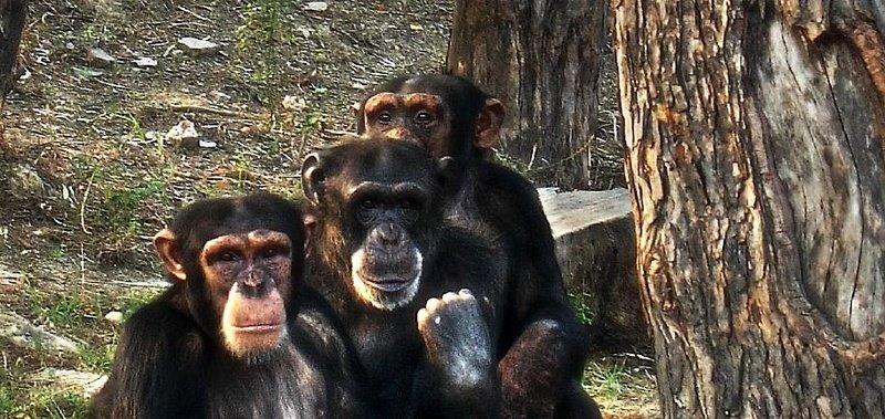 [chimps.jpg]