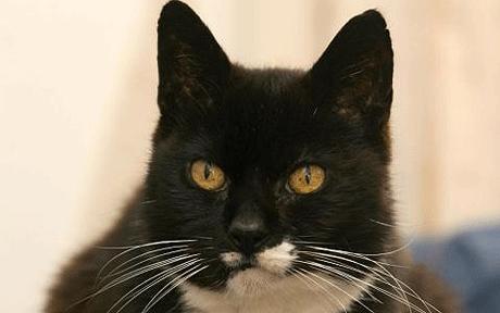 [oldest_cat_1125897c.jpg]