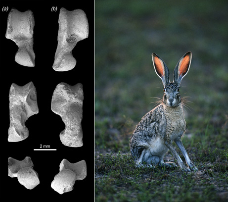 [rabbit-bones_big.jpg]