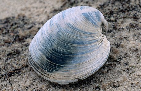 [scientific_disc_clam.jpg]