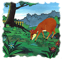 kancil mengunyah daun jati muda