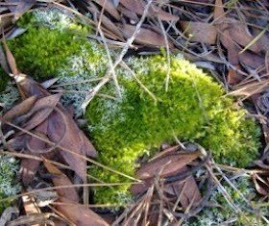 A Natureza a falar por si...