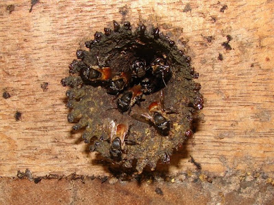 ABELHAS DE RONDÔNIA: Uruçú boca-de-renda (melipona seminigra), caixas ...