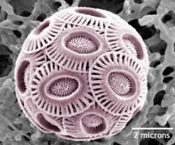 l'Emiliana huxleyii al microscopio l'Emiliana huxleyii al microscopio