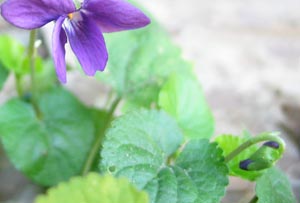 violetta violetta