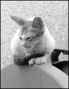 Ebano nero micio pic