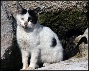 peloso micio nero cazzo