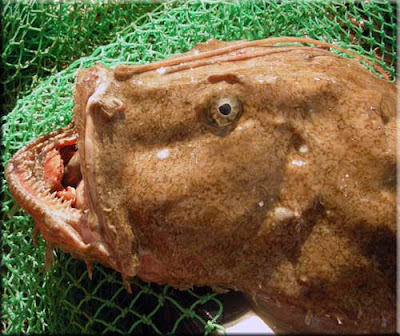 rana pescatrice rana pescatrice