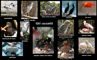 gli uccelli gli uccelli